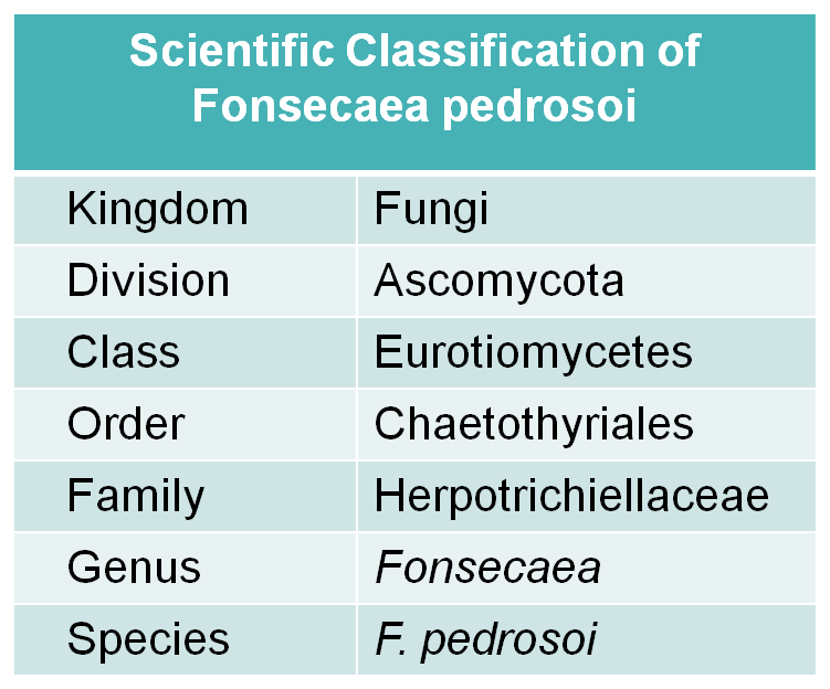 Scientific classification of Fonsecaea pedrosoi.